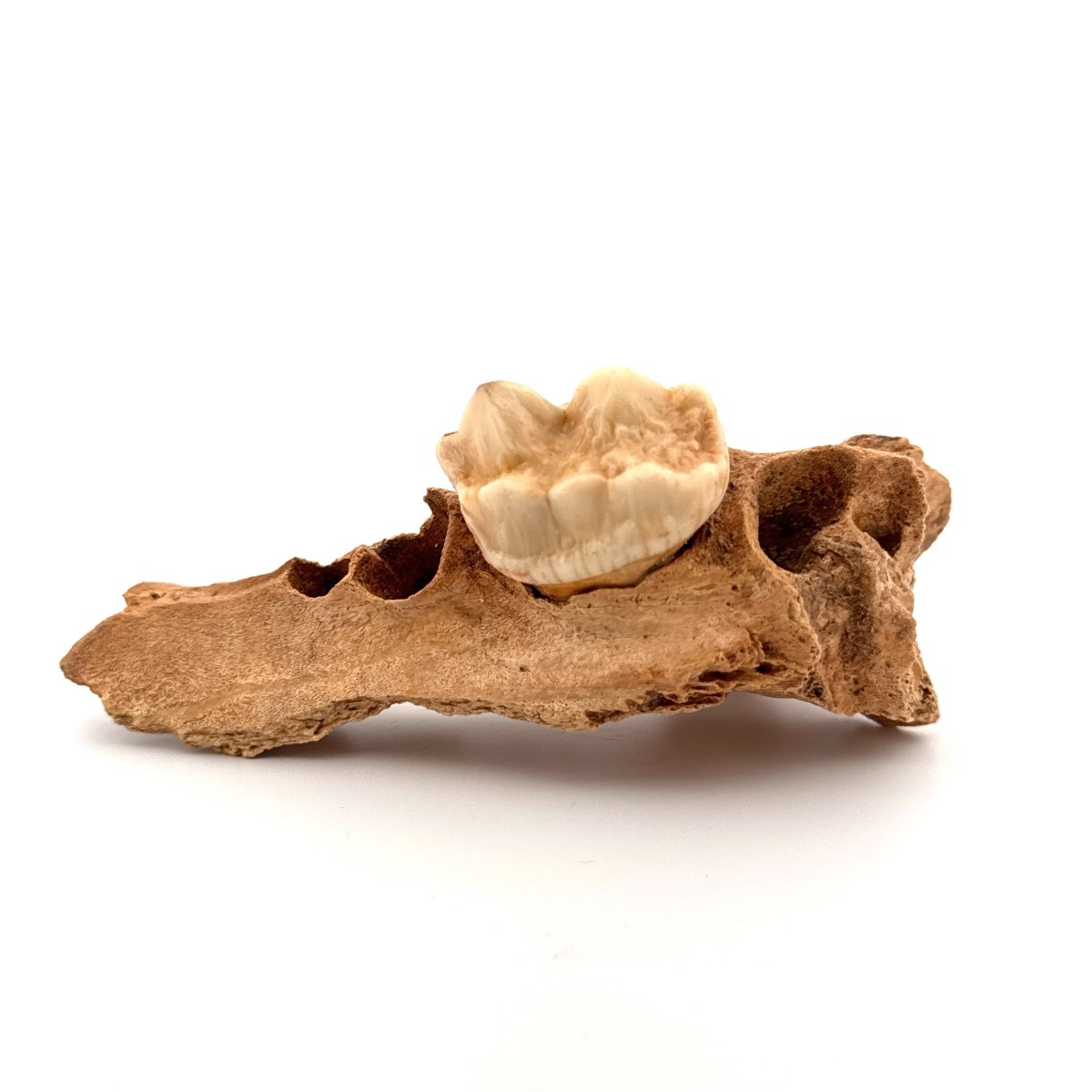 Cave Bear (Ursus spelaeus) molar on jaw fragment from pleistocene, Rumania (3.75") - FossilsAndMore