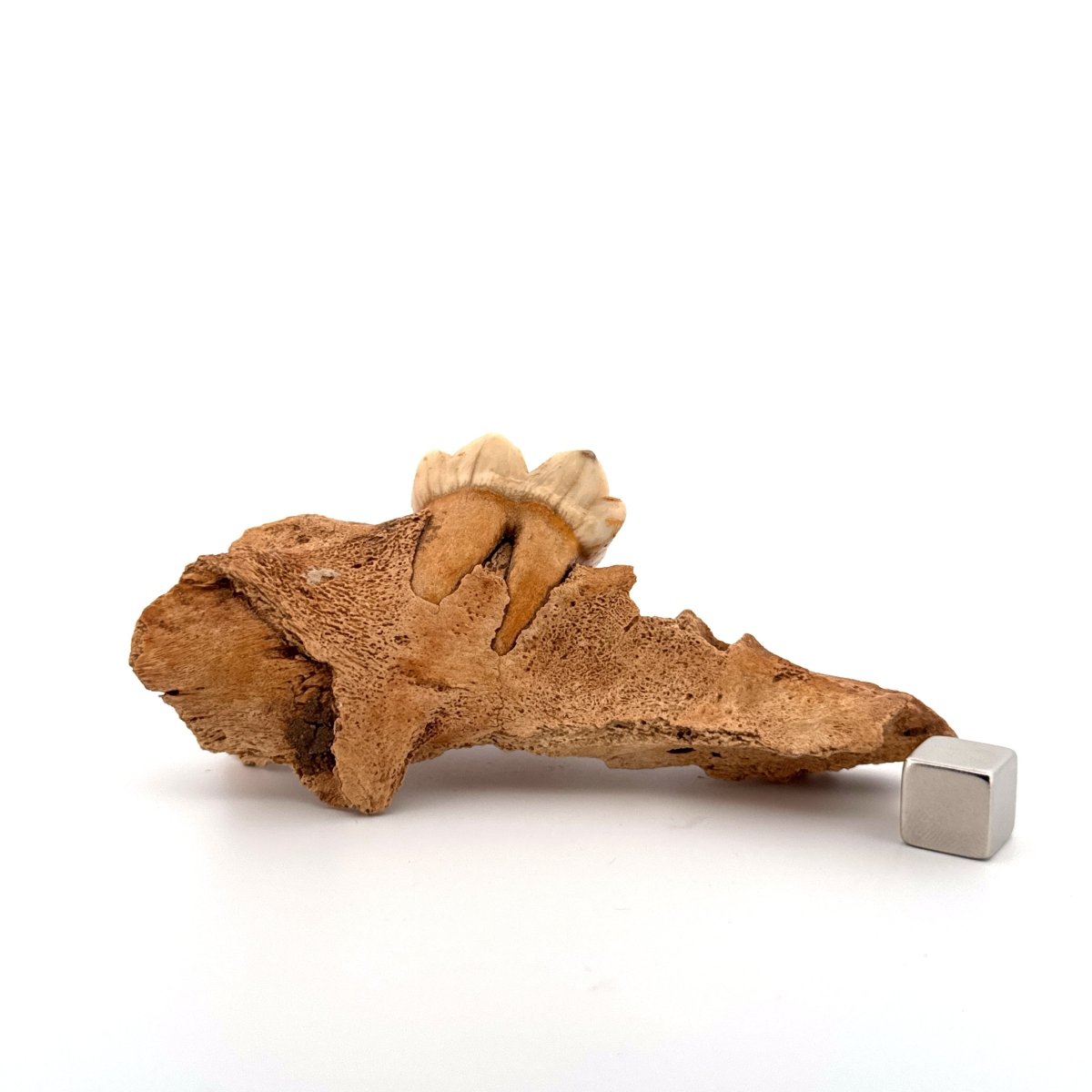 Cave Bear (Ursus spelaeus) molar on jaw fragment from pleistocene, Rumania (3.75") - FossilsAndMore