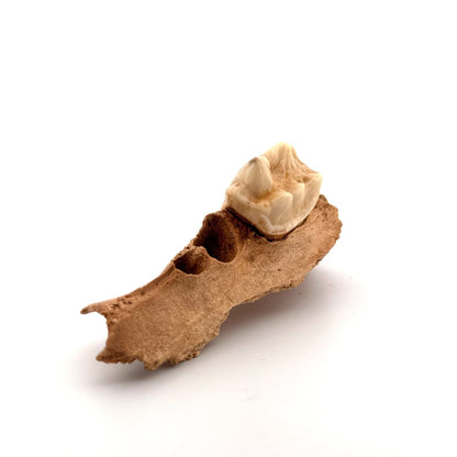 Cave Bear (Ursus spelaeus) molar on jaw fragment from pleistocene, Rumania (3.75") - FossilsAndMore