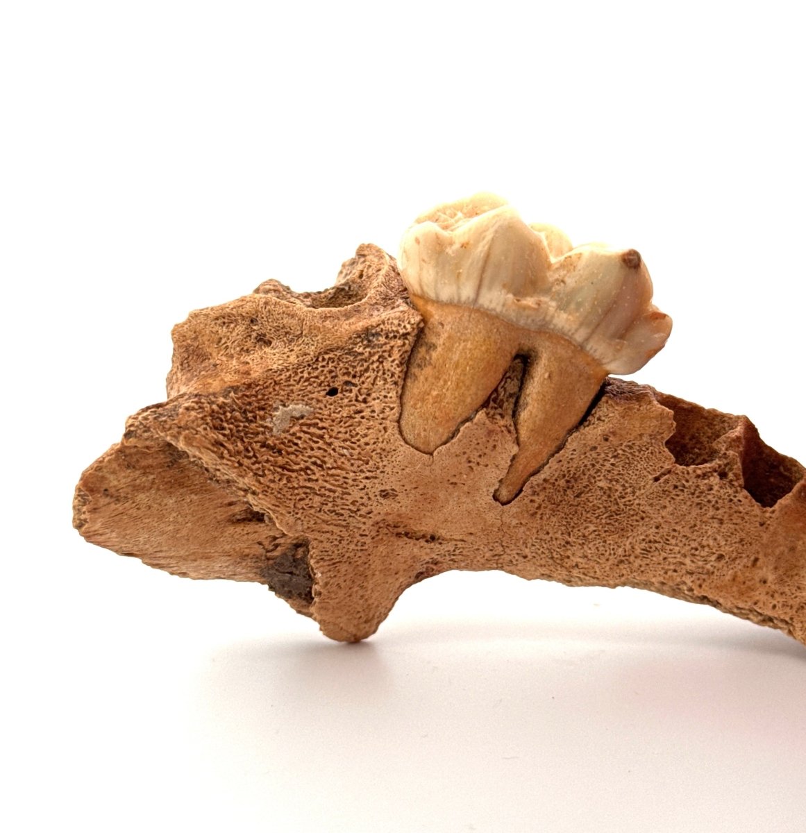 Cave Bear (Ursus spelaeus) molar on jaw fragment from pleistocene, Rumania (3.75") - FossilsAndMore
