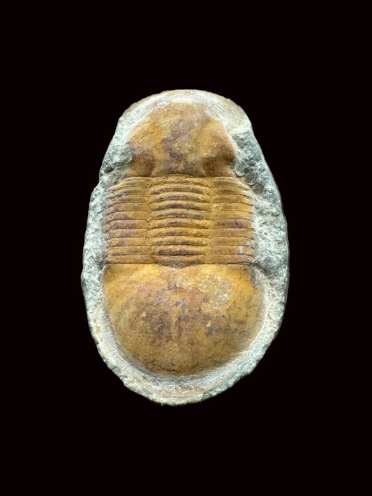 Ciliscutellum ciliensis Trilobite in Natural Nodule from Silurian, China (1.33") - FossilsAndMore