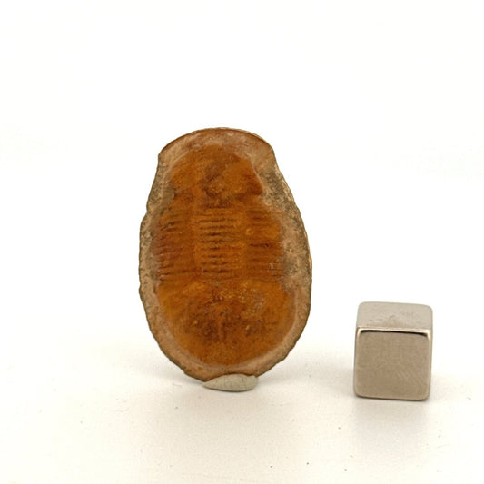 Ciliscutellum ciliensis Trilobite in Natural Nodule from Silurian, China (1.33") - FossilsAndMore