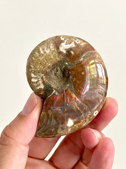 Cleoniceras Ammonite Fossil (2.99") – Cretaceous Period, Madagascar - FossilsAndMore