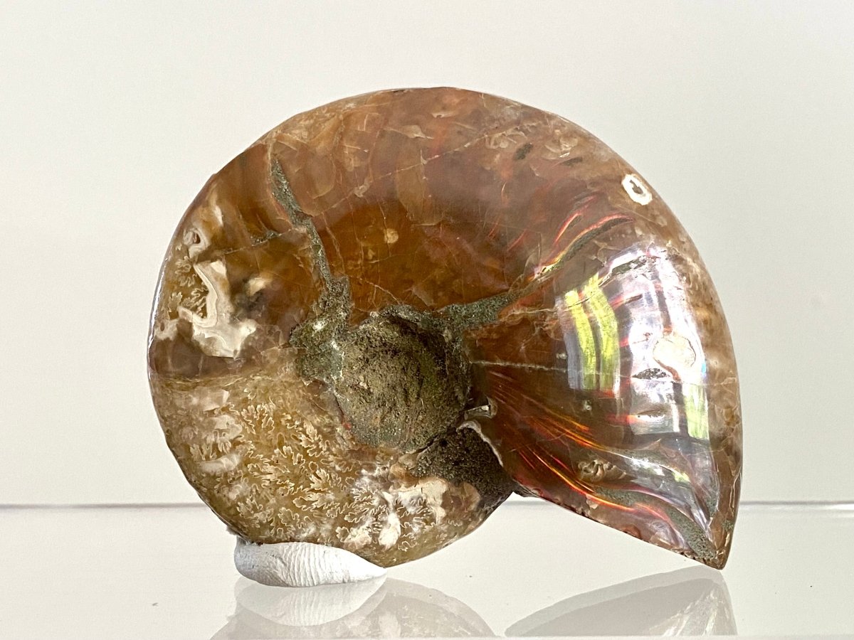 Cleoniceras Ammonite Fossil (2.99") – Cretaceous Period, Madagascar - FossilsAndMore