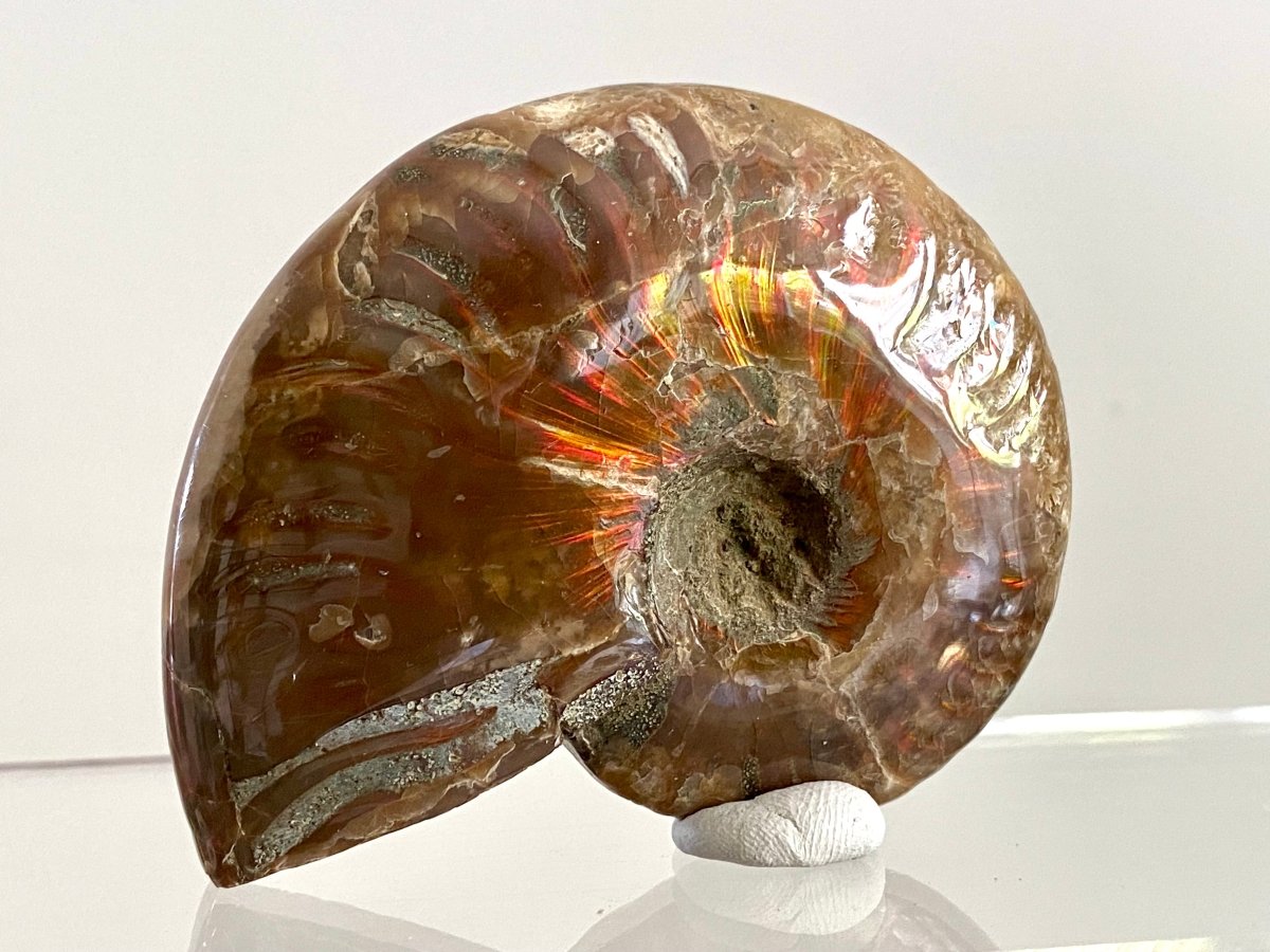 Cleoniceras Ammonite Fossil (2.99") – Cretaceous Period, Madagascar - FossilsAndMore