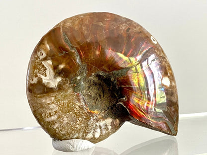 Cleoniceras Ammonite Fossil (2.99") – Cretaceous Period, Madagascar - FossilsAndMore