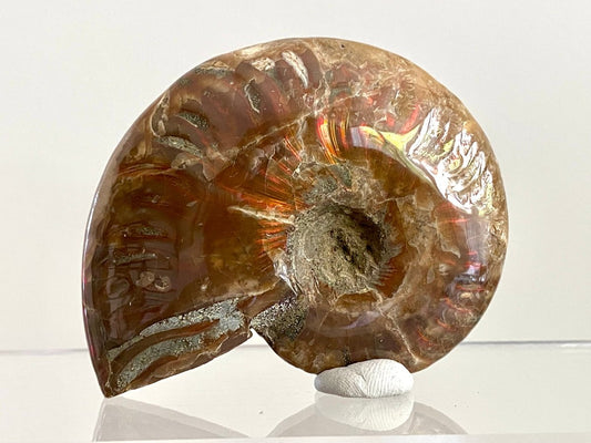 Cleoniceras Ammonite Fossil (2.99") – Cretaceous Period, Madagascar - FossilsAndMore