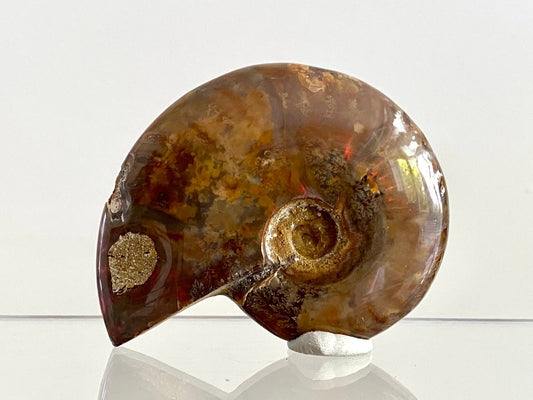 Cleoniceras Ammonite Fossil (3.00") – Cretaceous Period, Madagascar - FossilsAndMore