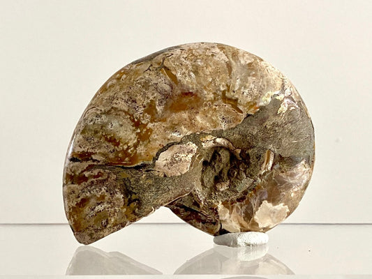 Cleoniceras Ammonite Fossil (3.20") – Cretaceous Period, Madagascar - FossilsAndMore