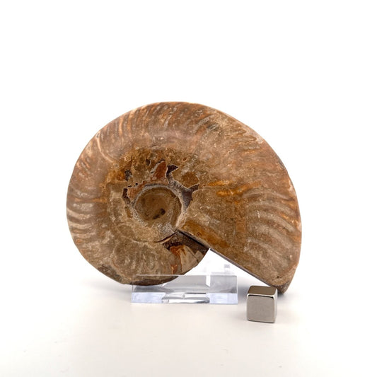 Cleoniceras Ammonite from Cretaceous Period, Madagascar (4.05") - FossilsAndMore