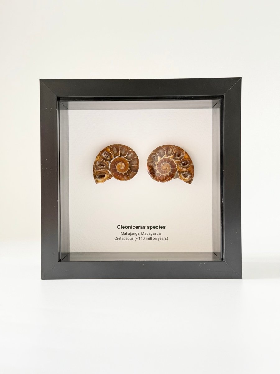 Cleoniceras Cut Ammonite Fossil in Small Deep Box Frame - FossilsAndMore