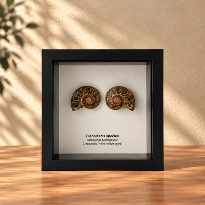 Cleoniceras Cut Ammonite Fossil in Small Deep Box Frame - FossilsAndMore