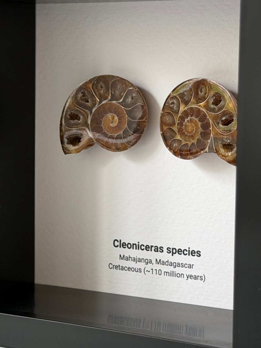 Cleoniceras Cut Ammonite Fossil in Small Deep Box Frame - FossilsAndMore
