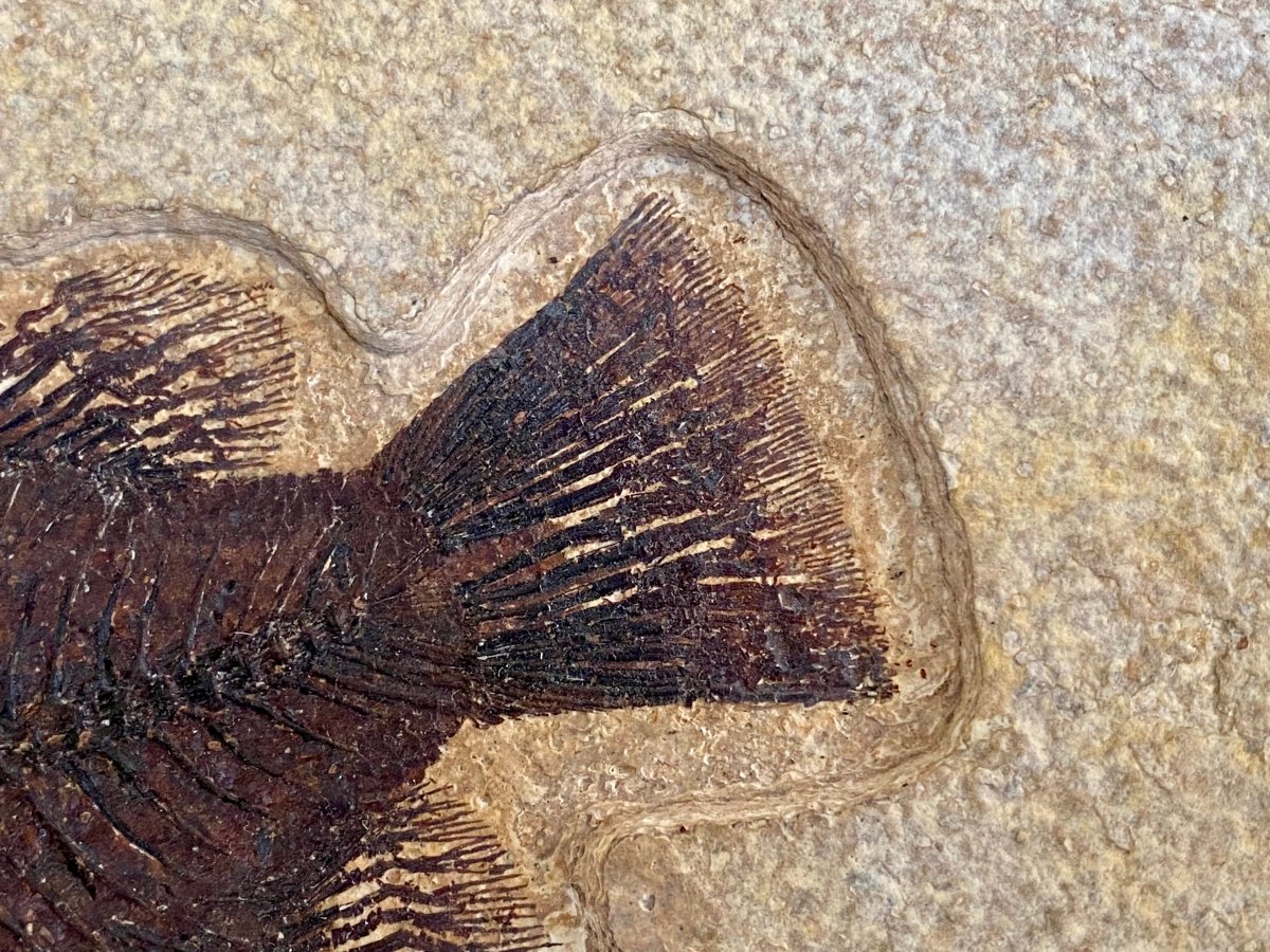 Cockerellites liops Fossil fish, Green River Formation - FossilsAndMore