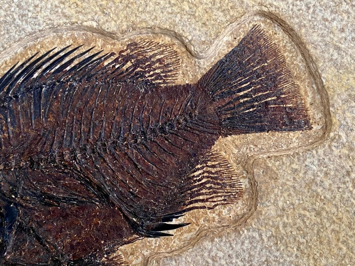 Cockerellites liops Fossil fish, Green River Formation - FossilsAndMore