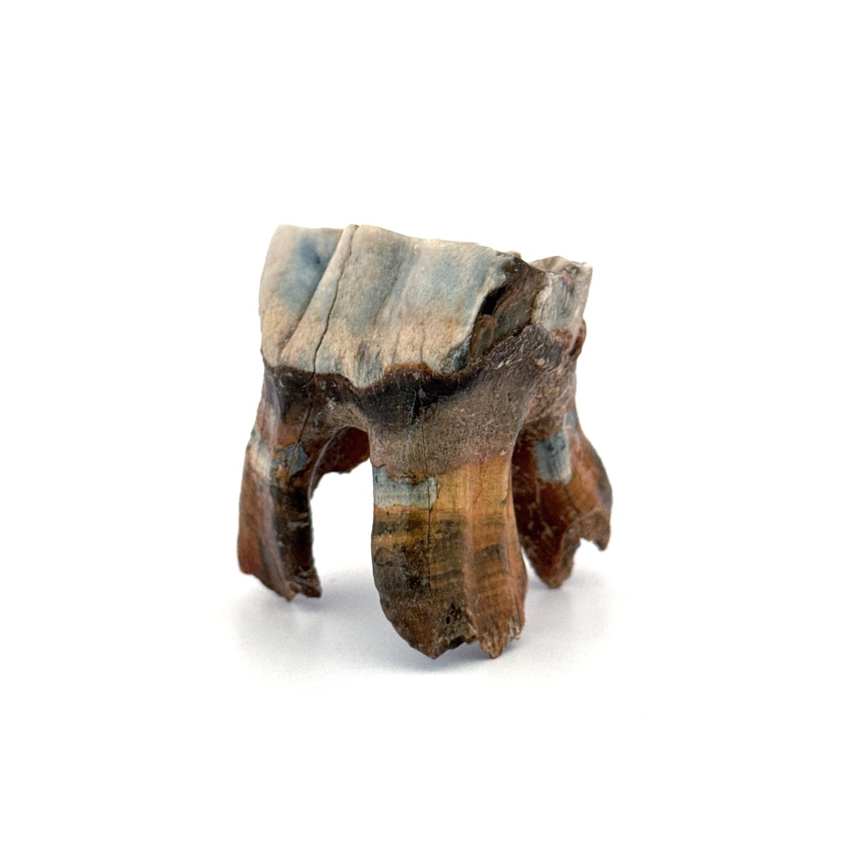 Coelodonta antiquitatis, Woolly Rhinoceros Molar (1.70") from Pleistocene, Siberia - FossilsAndMore