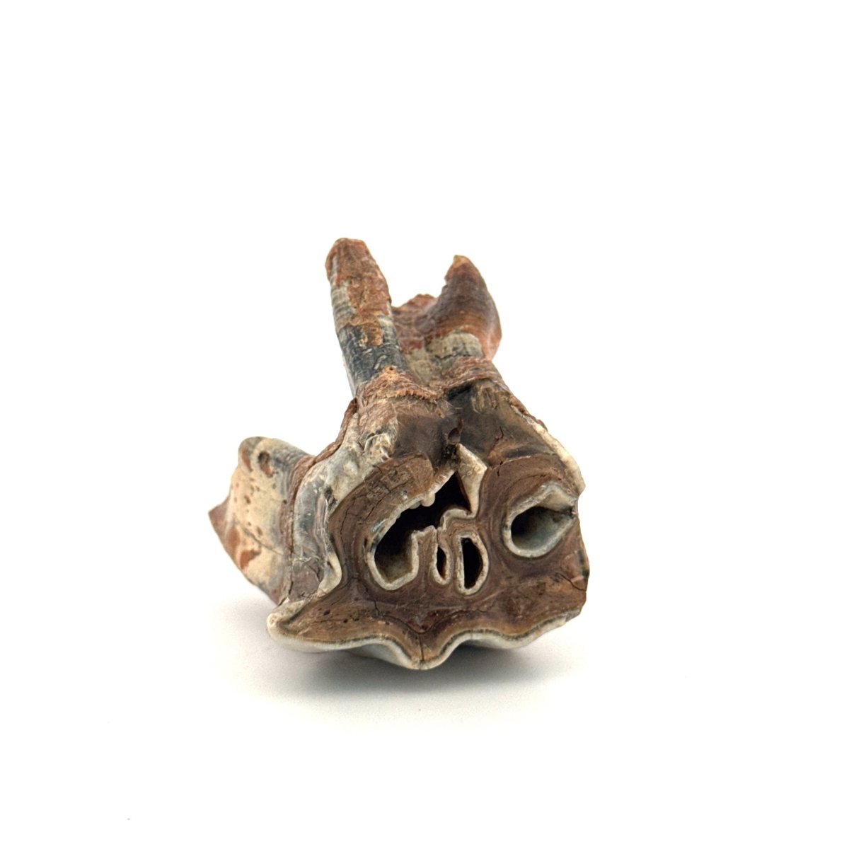 Coelodonta antiquitatis, Woolly Rhinoceros Molar (1.70") from Pleistocene, Siberia - FossilsAndMore