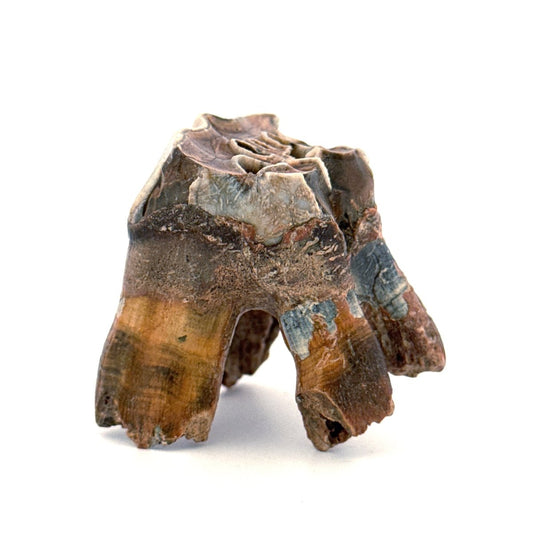Coelodonta antiquitatis, Woolly Rhinoceros Molar (1.70") from Pleistocene, Siberia - FossilsAndMore