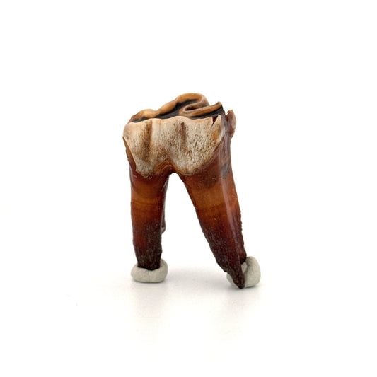 Coelodonta antiquitatis, Woolly Rhinoceros Molar (1.90") from Pleistocene, Siberia - FossilsAndMore