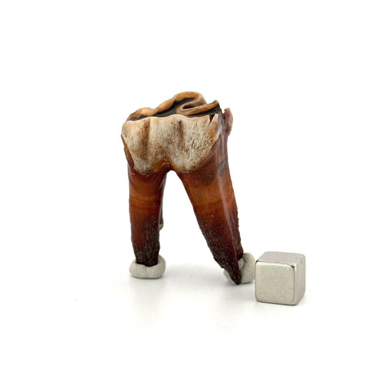 Coelodonta antiquitatis, Woolly Rhinoceros Molar (1.90") from Pleistocene, Siberia - FossilsAndMore