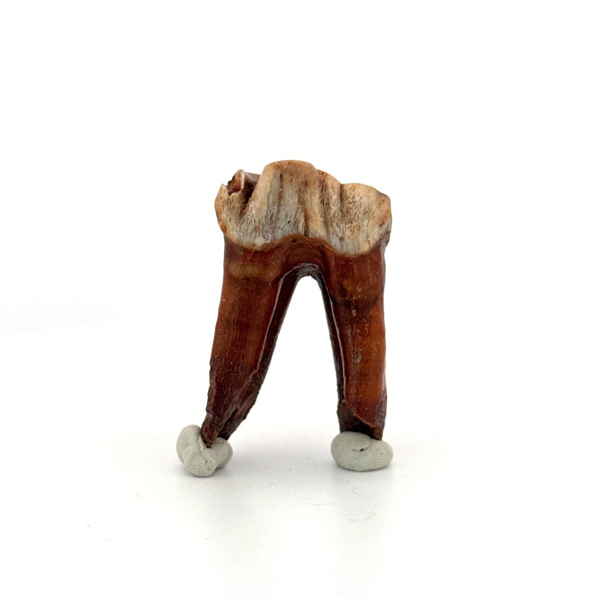 Coelodonta antiquitatis, Woolly Rhinoceros Molar (1.90") from Pleistocene, Siberia - FossilsAndMore