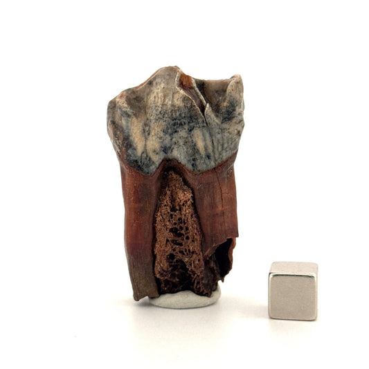 Coelodonta antiquitatis, Woolly Rhinoceros Molar (1.93") from Pleistocene, Siberia - FossilsAndMore
