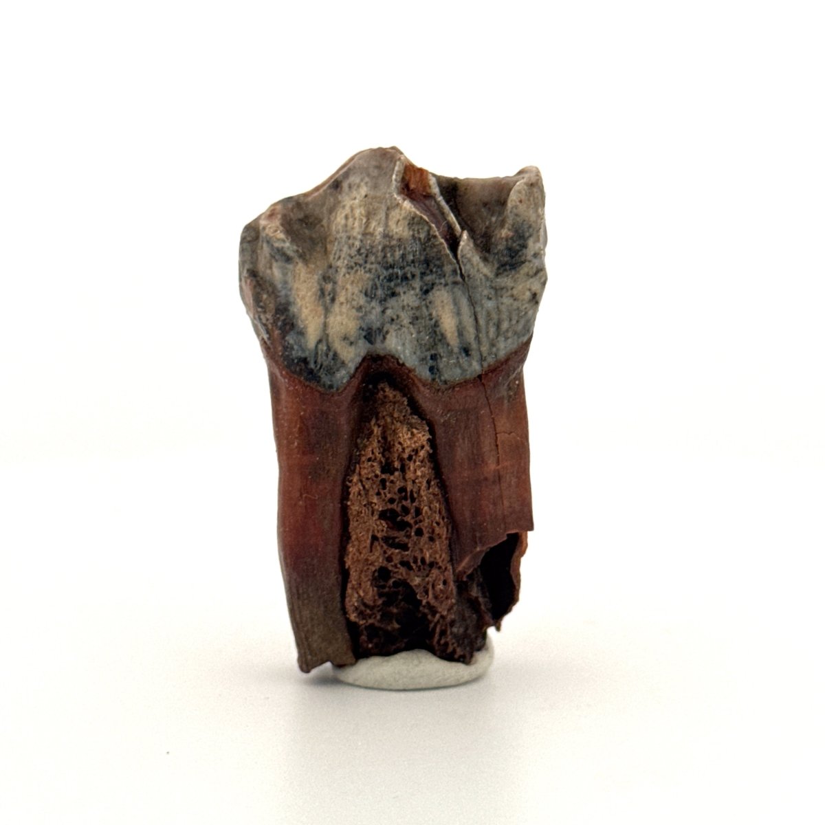 Coelodonta antiquitatis, Woolly Rhinoceros Molar (1.93") from Pleistocene, Siberia - FossilsAndMore