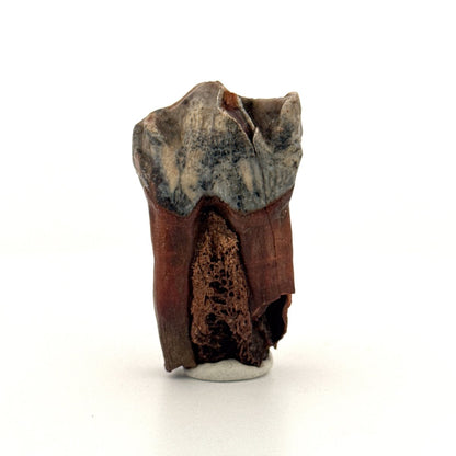 Coelodonta antiquitatis, Woolly Rhinoceros Molar (1.93") from Pleistocene, Siberia - FossilsAndMore
