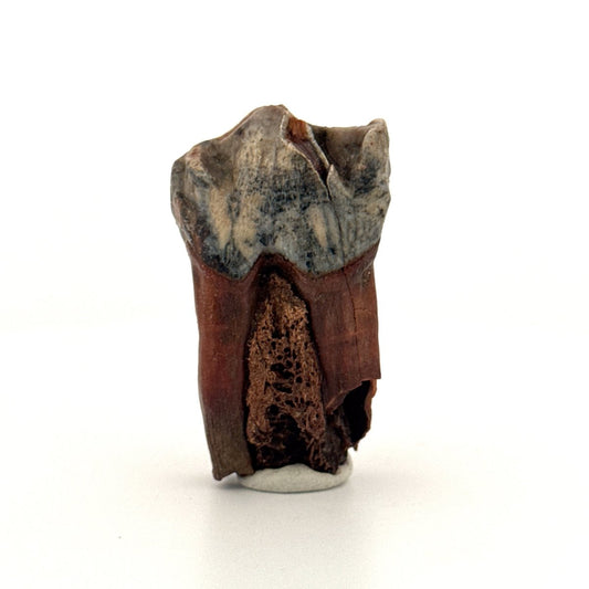 Coelodonta antiquitatis, Woolly Rhinoceros Molar (1.93") from Pleistocene, Siberia - FossilsAndMore