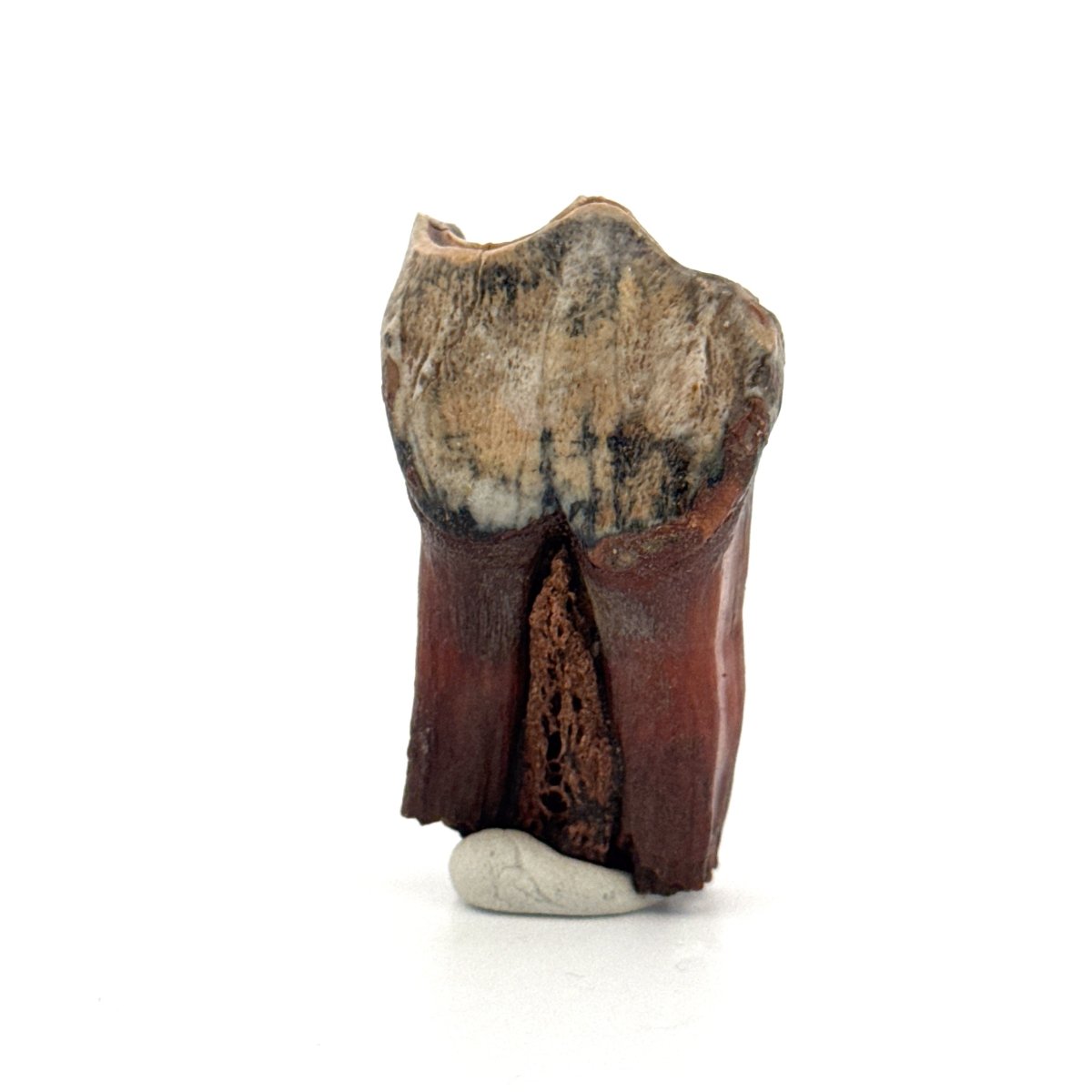 Coelodonta antiquitatis, Woolly Rhinoceros Molar (1.93") from Pleistocene, Siberia - FossilsAndMore