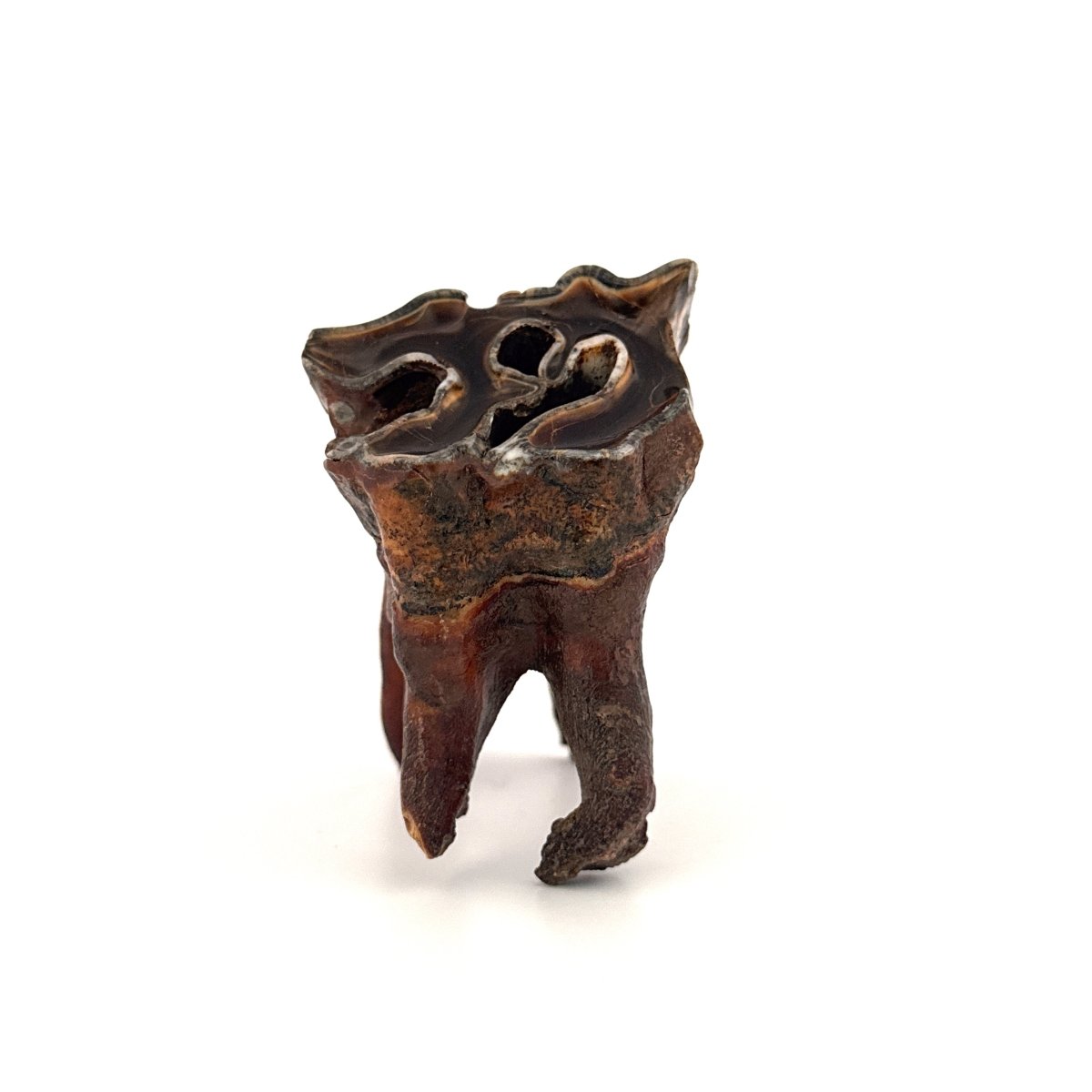 Coelodonta antiquitatis, Woolly Rhinoceros Molar (3.16") from Pleistocene, Siberia - FossilsAndMore