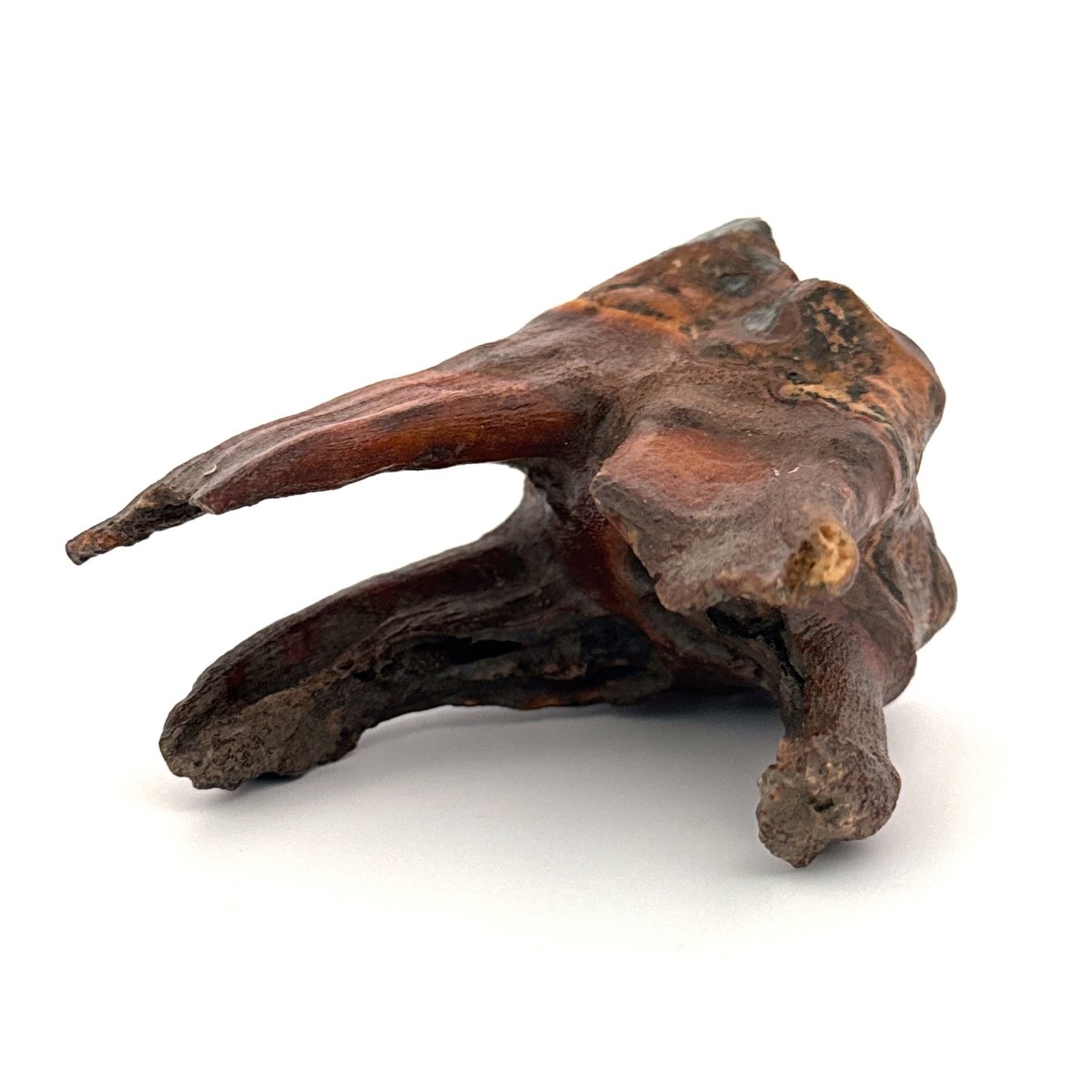 Coelodonta antiquitatis, Woolly Rhinoceros Molar (3.16") from Pleistocene, Siberia - FossilsAndMore