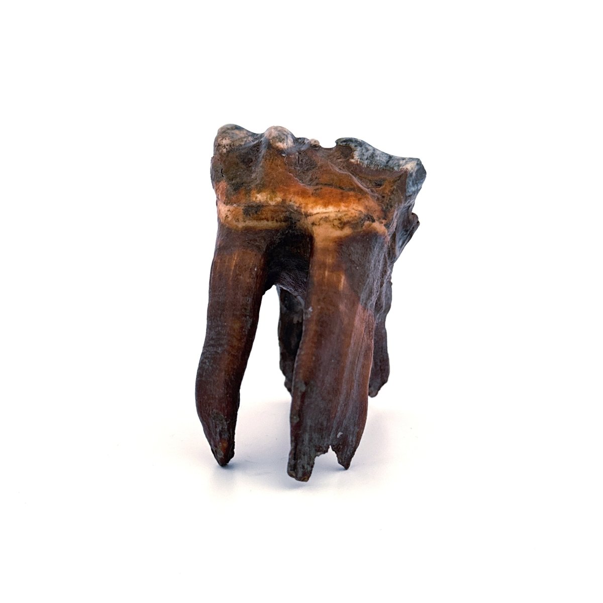 Coelodonta antiquitatis, Woolly Rhinoceros Molar (3.16") from Pleistocene, Siberia - FossilsAndMore