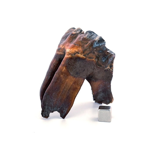 Coelodonta antiquitatis, Woolly Rhinoceros Molar (3.16") from Pleistocene, Siberia - FossilsAndMore