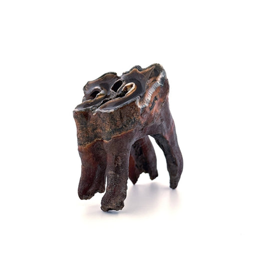 Coelodonta antiquitatis, Woolly Rhinoceros Molar (3.16") from Pleistocene, Siberia - FossilsAndMore