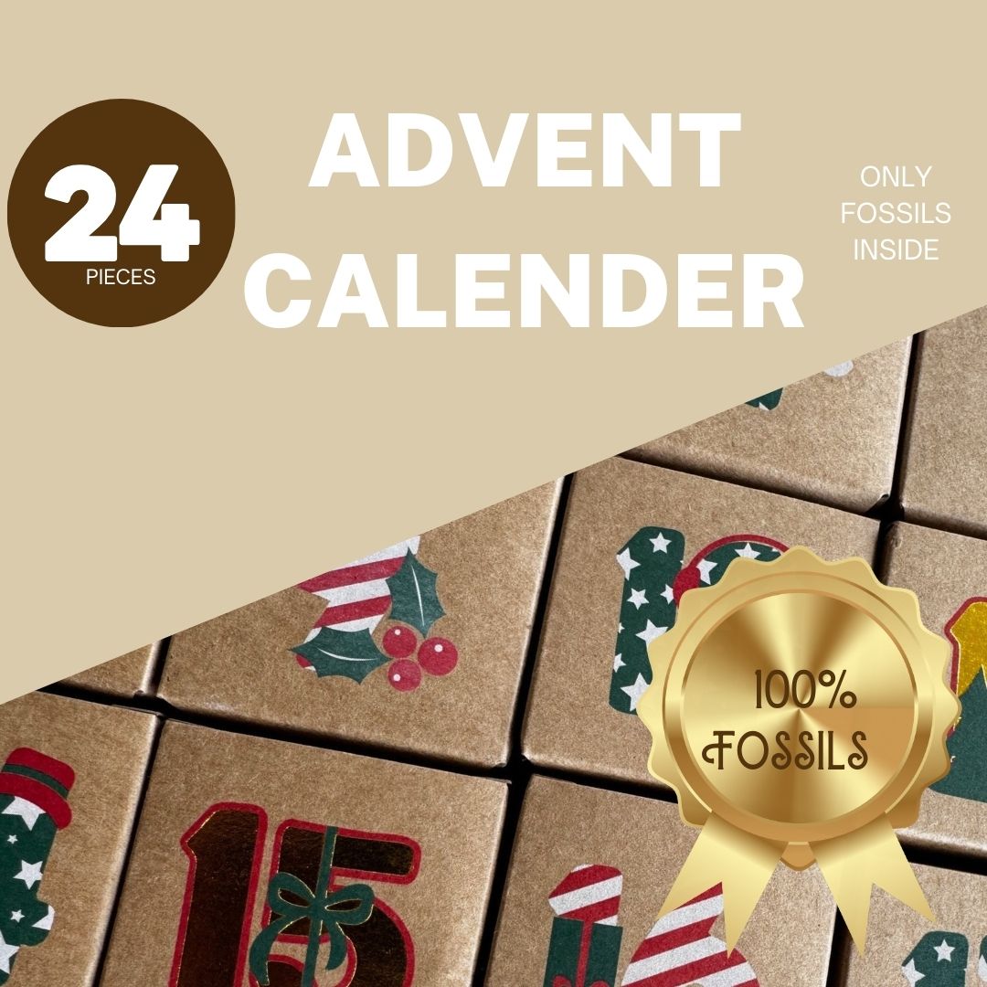 COMING SOON! Advent Calender Premium, all fossils edition - FossilsAndMore