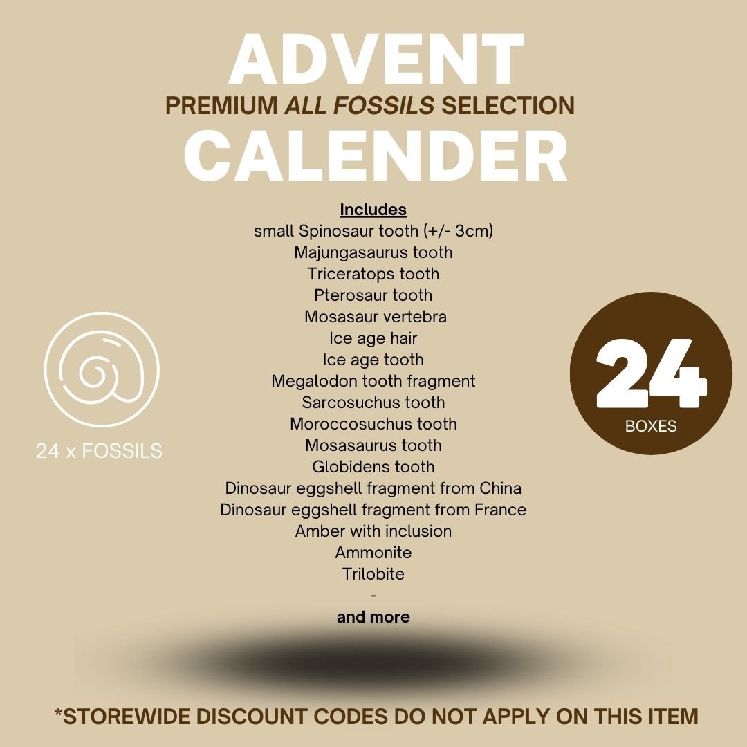 COMING SOON! Advent Calender Premium, all fossils edition - FossilsAndMore