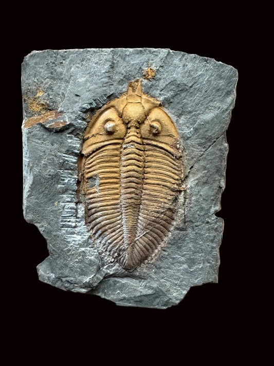Coronocephalus species Trilobite Fossil from Silurian Period, China - FossilsAndMore