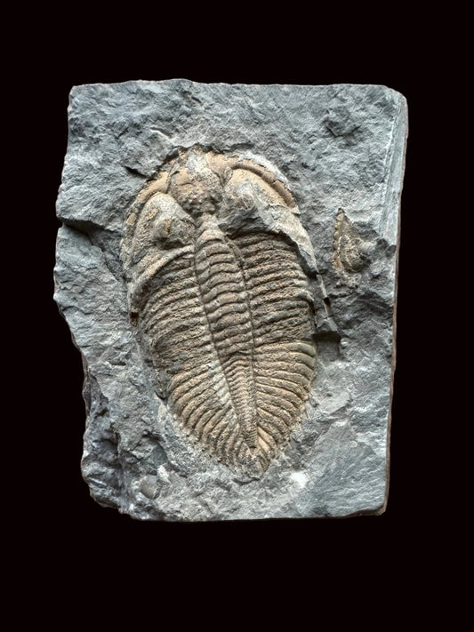 Coronocephalus species Trilobite Fossil from Silurian Period, China - FossilsAndMore