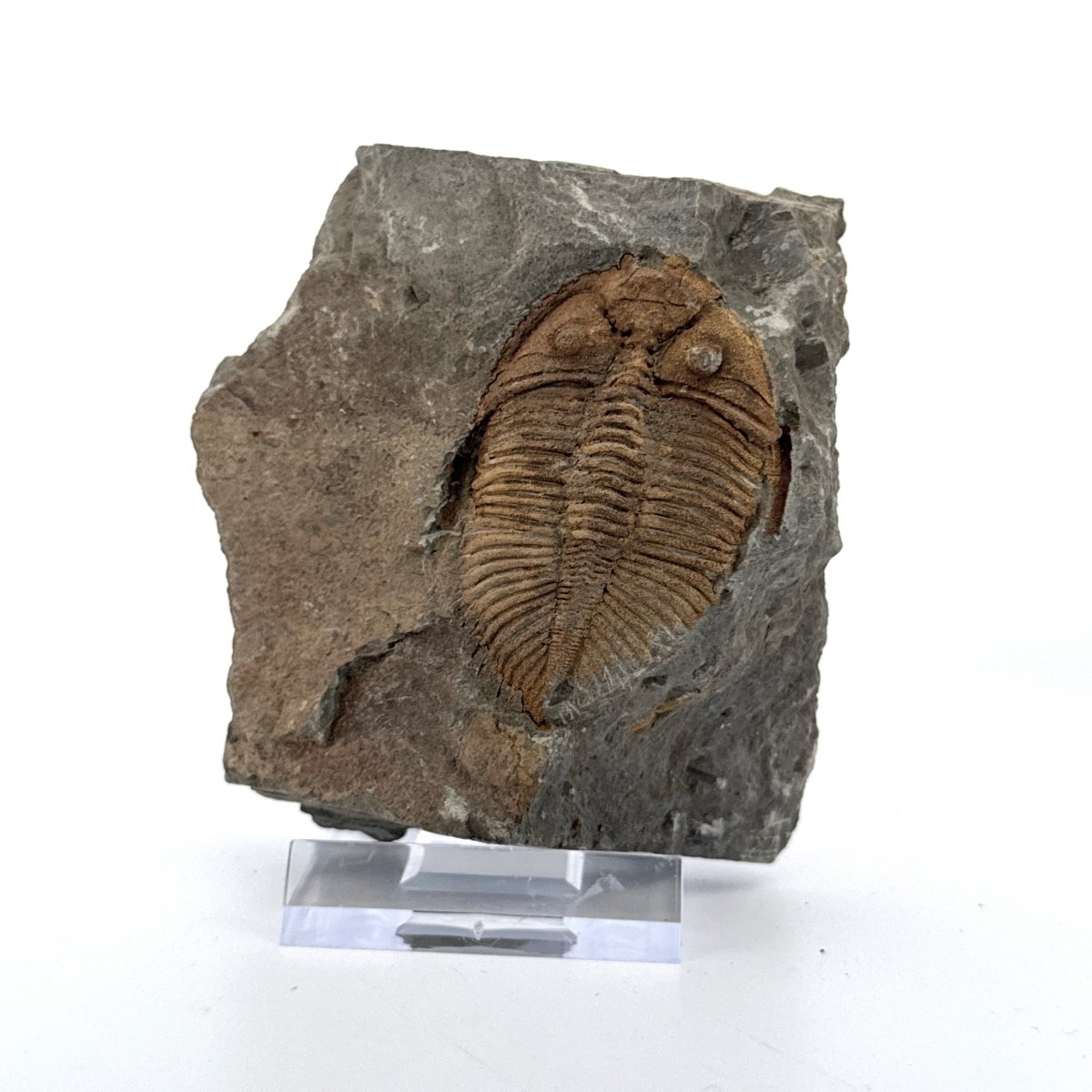 Stunning Coronocephalus gaoluoensis Trilobite from Silurian, China
