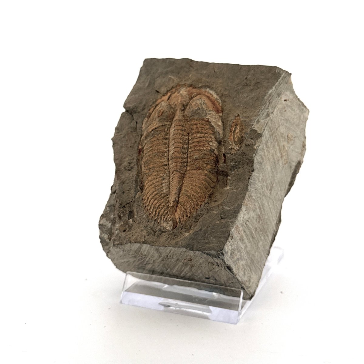 Stunning Coronocephalus gaoluoensis Trilobite from Silurian, China