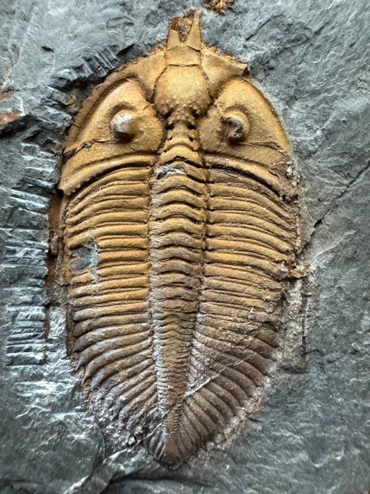 Coronocephalus species Trilobite Fossil from Silurian Period, China - FossilsAndMore