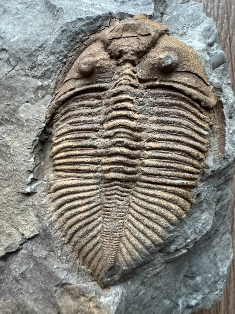 Stunning Coronocephalus gaoluoensis Trilobite from Silurian, China