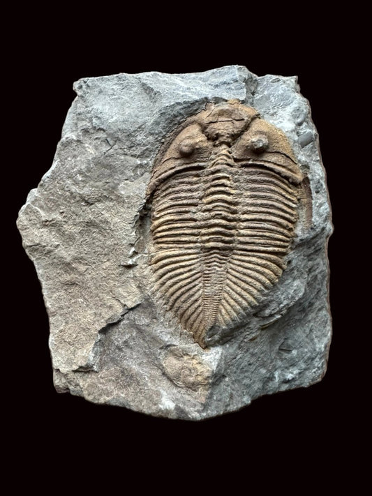 Coronocephalus species Trilobite Fossil from Silurian Period, China - FossilsAndMore