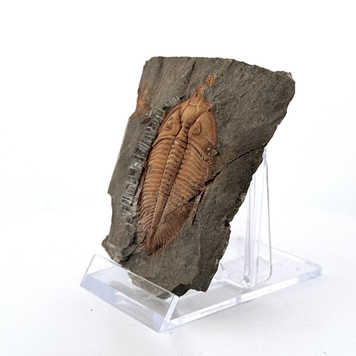 Stunning Coronocephalus gaoluoensis Trilobite from Silurian, China