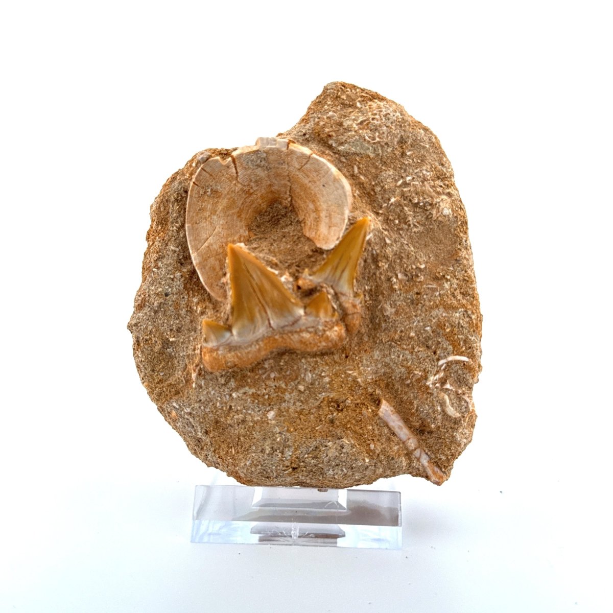 Cretolamna and Sand Tiger Shark Teeth with Vertebra on Matrix – Cretaceous, Morocco - FossilsAndMore