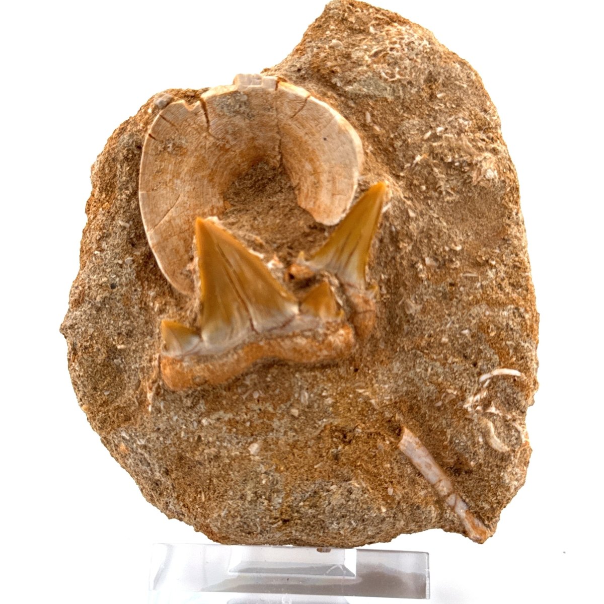 Cretolamna and Sand Tiger Shark Teeth with Vertebra on Matrix – Cretaceous, Morocco - FossilsAndMore