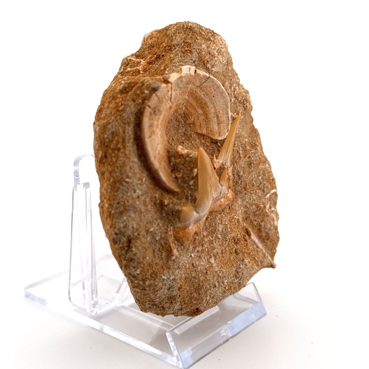 Cretolamna and Sand Tiger Shark Teeth with Vertebra on Matrix – Cretaceous, Morocco - FossilsAndMore