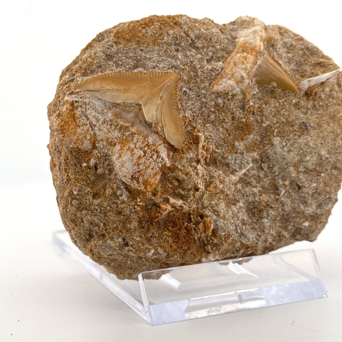 Cretolamna and Squalicorax pristodontus Shark Tooth on Matrix from Cretaceous, Morocco - FossilsAndMore