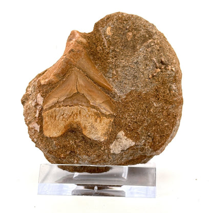 Cretolamna and Squalicorax pristodontus Shark Tooth on Matrix from Cretaceous, Morocco - FossilsAndMore